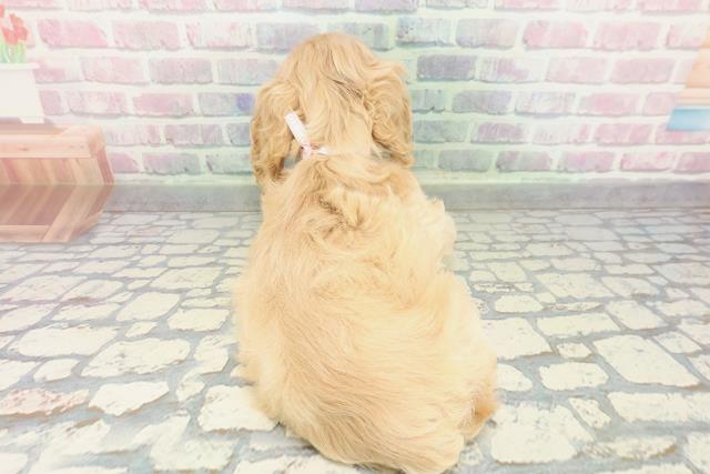 埼玉県のアメリカンコッカースパニエル (Coo&RIKUアニマルケアセンター大宮/2026年1月16日生まれ/女の子/バフ)の子犬の4枚目の画像