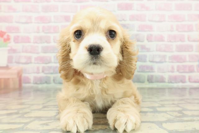 新潟県のアメリカンコッカースパニエル (Coo&RIKU新潟東店/2026年1月16日生まれ/女の子/バフ)の子犬の1枚目の画像