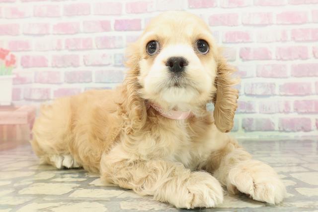 新潟県のアメリカンコッカースパニエル (Coo&RIKU新潟東店/2026年1月16日生まれ/女の子/バフ)の子犬の3枚目の画像