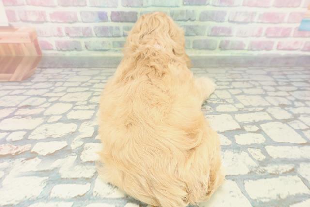 新潟県のアメリカンコッカースパニエル (Coo&RIKU新潟東店/2026年1月16日生まれ/女の子/バフ)の子犬の4枚目の画像