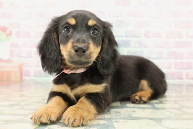 岩手県のミニチュアダックスフンド(ロング) (Coo&RIKU一関店/2026年1月16日生まれ/女の子/ブラックタン)の子犬の2枚目の画像