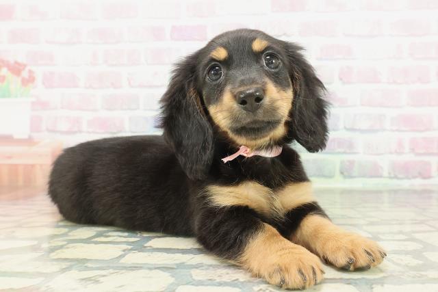 岩手県のミニチュアダックスフンド(ロング) (Coo&RIKU一関店/2026年1月16日生まれ/女の子/ブラックタン)の子犬の3枚目の画像