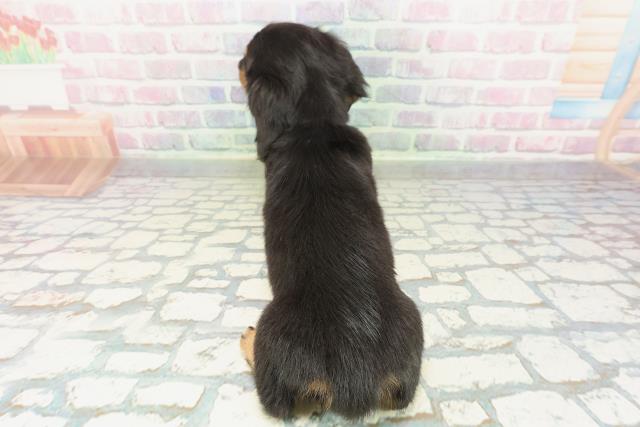 岩手県のミニチュアダックスフンド(ロング) (Coo&RIKU一関店/2026年1月16日生まれ/女の子/ブラックタン)の子犬の4枚目の画像