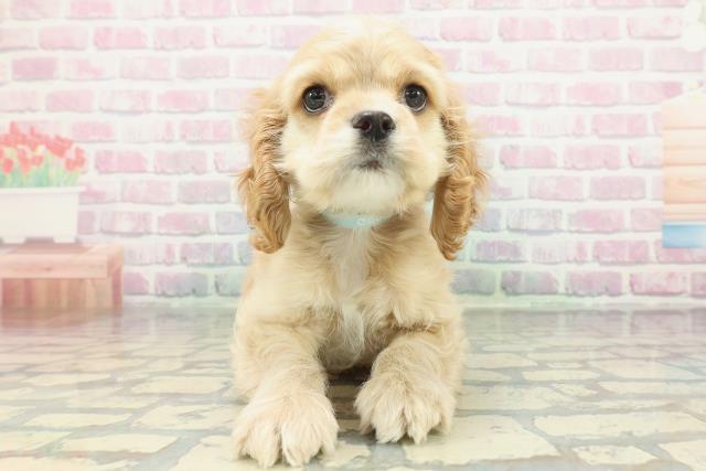 茨城県のアメリカンコッカースパニエル (Coo&RIKU水戸店/2026年1月18日生まれ/男の子/バフ)の子犬の1枚目の画像