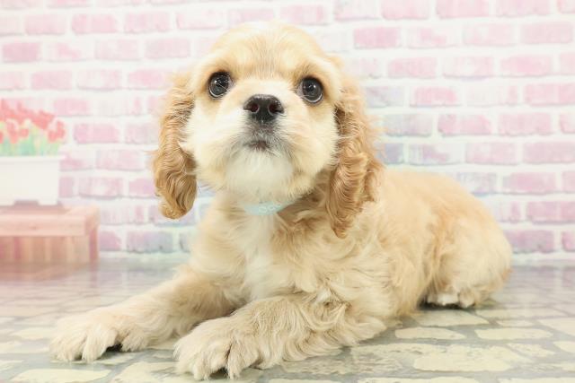 茨城県のアメリカンコッカースパニエル (Coo&RIKU水戸店/2026年1月18日生まれ/男の子/バフ)の子犬の2枚目の画像