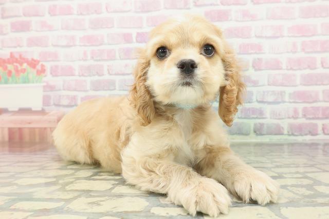 茨城県のアメリカンコッカースパニエル (Coo&RIKU水戸店/2026年1月18日生まれ/男の子/バフ)の子犬の3枚目の画像