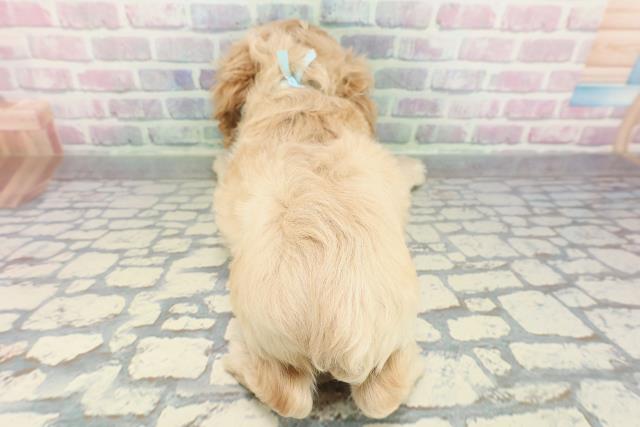 茨城県のアメリカンコッカースパニエル (Coo&RIKU水戸店/2026年1月18日生まれ/男の子/バフ)の子犬の4枚目の画像