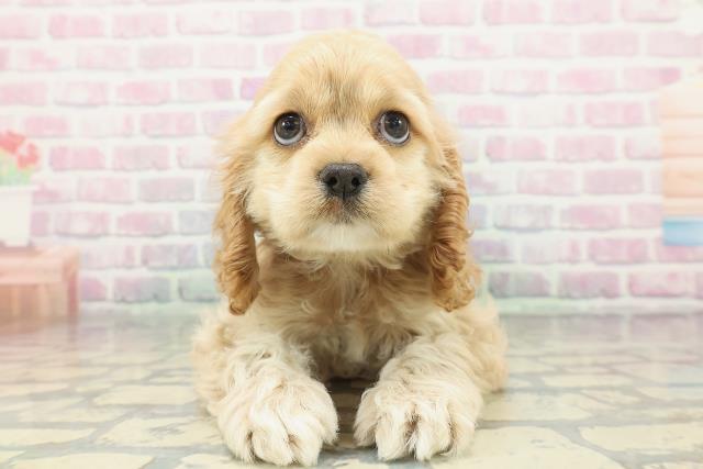 アメリカン・コッカースパニエル