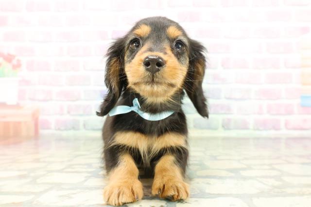 ミニチュア・ダックスフンド