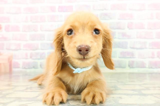 沖縄県のミニチュアダックスフンド(ロング) (Coo&RIKU石垣店/2026年1月20日生まれ/男の子/ゴールド)の子犬の1枚目の画像