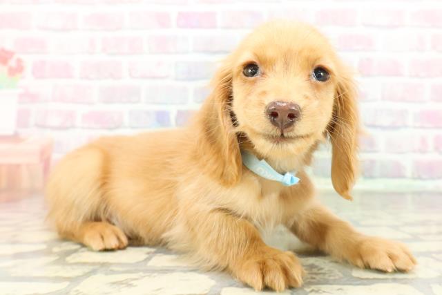 沖縄県のミニチュアダックスフンド(ロング) (Coo&RIKU石垣店/2026年1月20日生まれ/男の子/ゴールド)の子犬の3枚目の画像