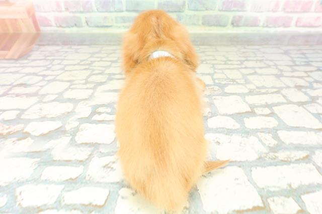 沖縄県のミニチュアダックスフンド(ロング) (Coo&RIKU石垣店/2026年1月20日生まれ/男の子/ゴールド)の子犬の4枚目の画像