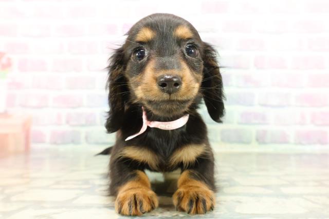 ミニチュア・ダックスフンド