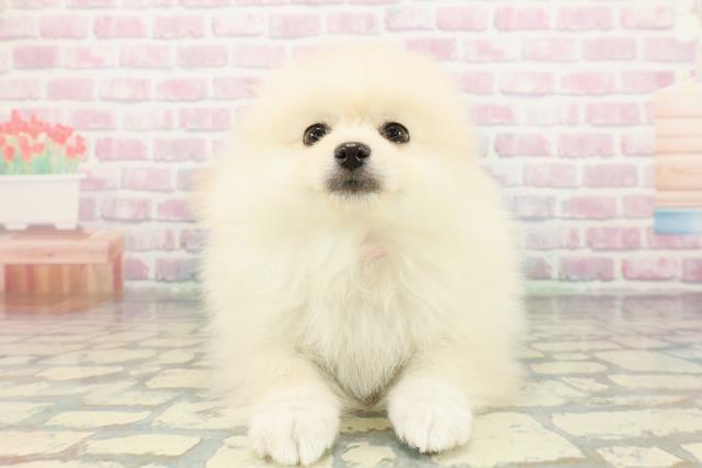 新潟県のポメラニアン (Coo&RIKU新潟東店/2026年1月14日生まれ/女の子/クリーム)の子犬の1枚目の画像