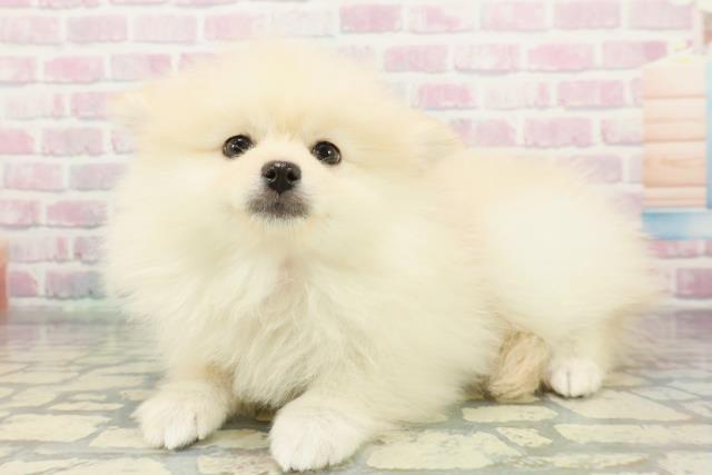 新潟県のポメラニアン (Coo&RIKU新潟東店/2026年1月14日生まれ/女の子/クリーム)の子犬の2枚目の画像