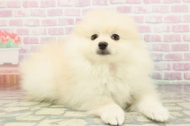 新潟県のポメラニアン (Coo&RIKU新潟東店/2026年1月14日生まれ/女の子/クリーム)の子犬の3枚目の画像