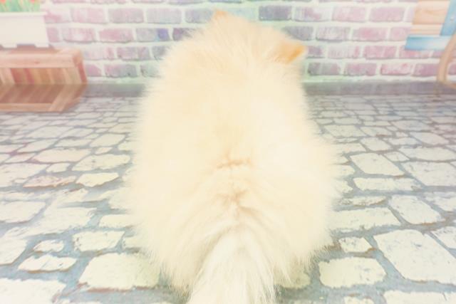 新潟県のポメラニアン (Coo&RIKU新潟東店/2026年1月14日生まれ/女の子/クリーム)の子犬の4枚目の画像