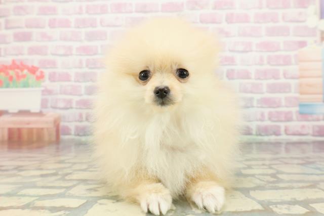 東京都のポメラニアン (Coo&RIKU江戸川店/2025年12月25日生まれ/女の子/クリーム)の子犬