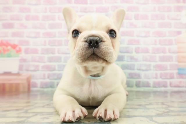 フレンチブルドッグ