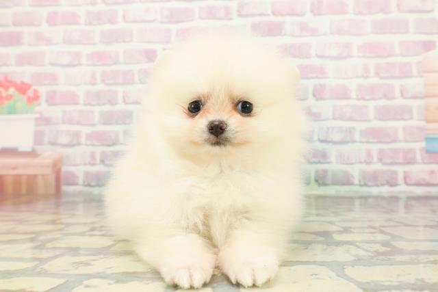 北海道のポメラニアン (Coo&RIKU室蘭店/2026年1月19日生まれ/女の子/クリーム)の子犬