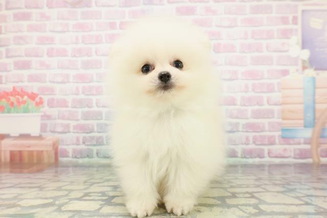 東京都のポメラニアン (Coo&RIKU練馬店/2026年1月18日生まれ/男の子/クリーム)の子犬