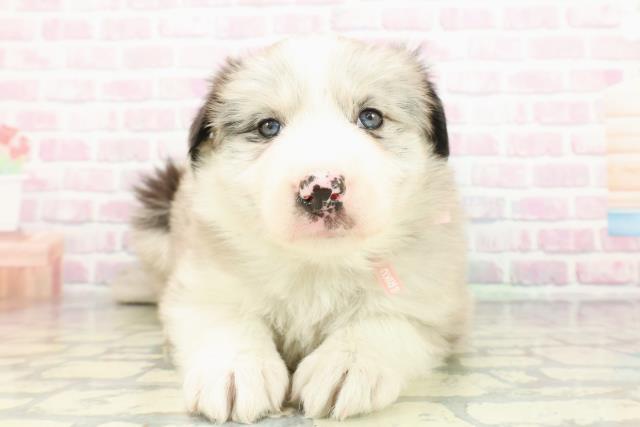 東京都のボーダーコリー (Coo&RIKU江戸川店/2026年1月14日生まれ/女の子/ブルーマール)の子犬