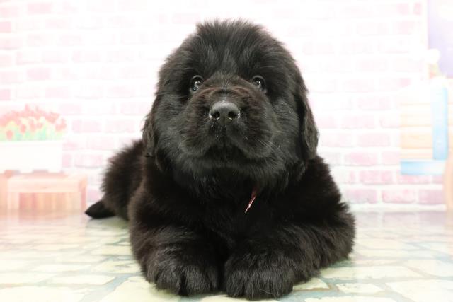 神奈川県のニューファンドランド (Coo&RIKU横浜青葉店/2026年1月20日生まれ/女の子/ブラック)の子犬の1枚目の画像