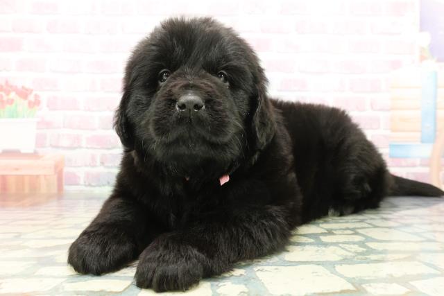 神奈川県のニューファンドランド (Coo&RIKU横浜青葉店/2026年1月20日生まれ/女の子/ブラック)の子犬の2枚目の画像