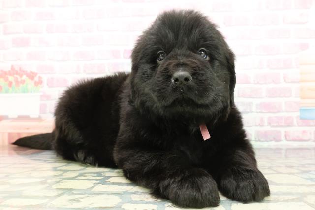 神奈川県のニューファンドランド (Coo&RIKU横浜青葉店/2026年1月20日生まれ/女の子/ブラック)の子犬の3枚目の画像