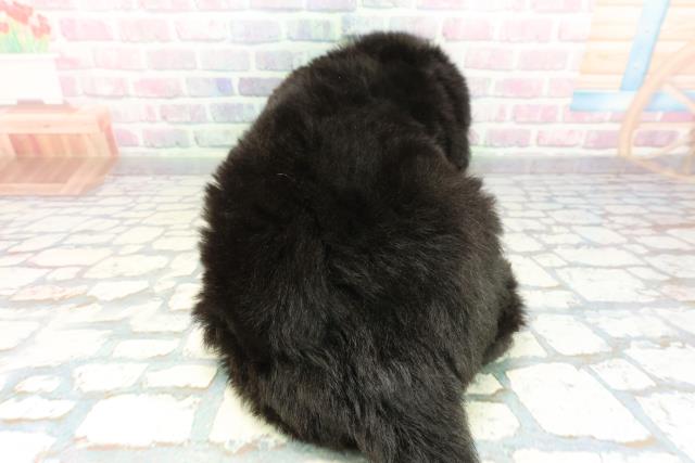 神奈川県のニューファンドランド (Coo&RIKU横浜青葉店/2026年1月20日生まれ/女の子/ブラック)の子犬の4枚目の画像