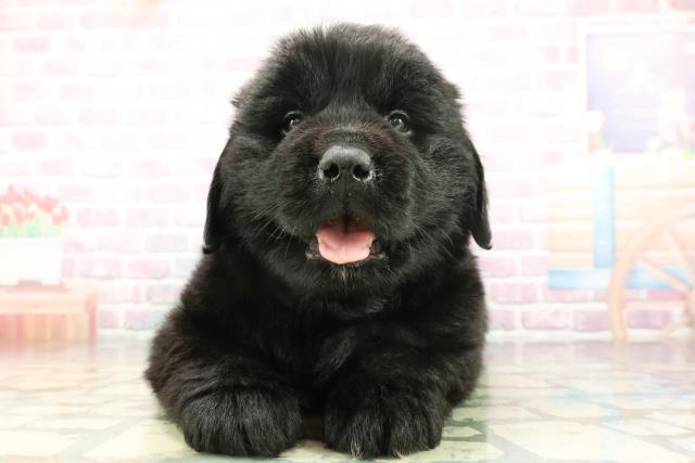 沖縄県のニューファンドランド (Coo&RIKU沖縄浦添店/2026年1月20日生まれ/男の子/ブラック)の子犬の1枚目の画像
