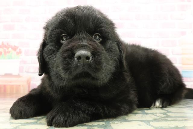 沖縄県のニューファンドランド (Coo&RIKU沖縄浦添店/2026年1月20日生まれ/男の子/ブラック)の子犬の2枚目の画像