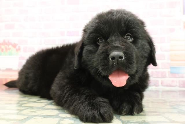 沖縄県のニューファンドランド (Coo&RIKU沖縄浦添店/2026年1月20日生まれ/男の子/ブラック)の子犬の3枚目の画像