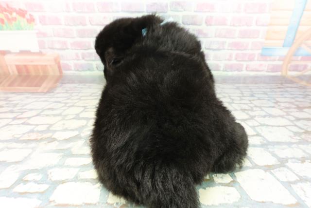 沖縄県のニューファンドランド (Coo&RIKU沖縄浦添店/2026年1月20日生まれ/男の子/ブラック)の子犬の4枚目の画像