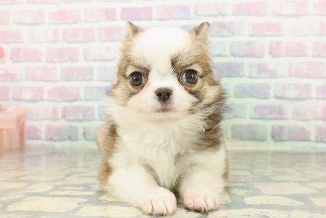 チワワ（ロングコート）