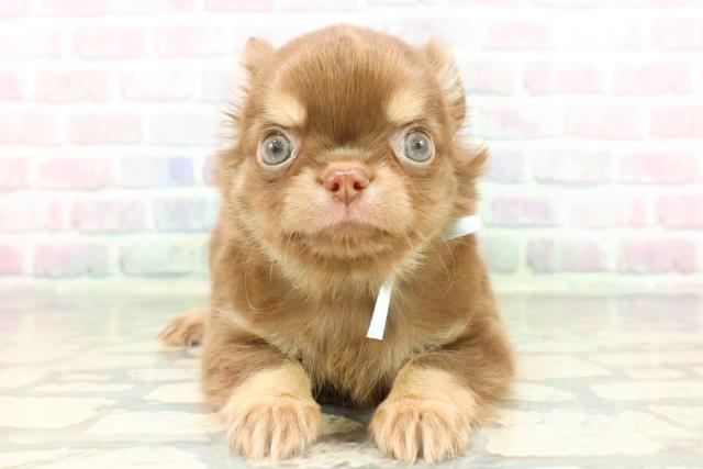 チワワ（ロングコート）