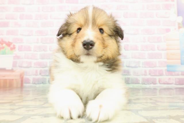 神奈川県のシェットランドシープドッグ (Coo&RIKU横浜青葉店/2026年1月20日生まれ/男の子/セーブルホワイト)の子犬