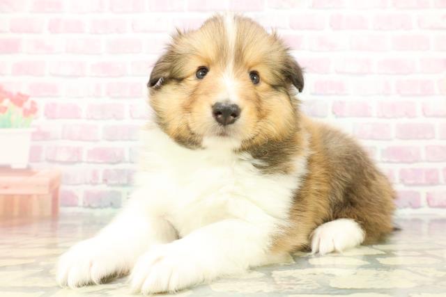 神奈川県のシェットランドシープドッグ (Coo&RIKU横浜青葉店/2026年1月20日生まれ/男の子/セーブルホワイト)の子犬の2枚目の画像