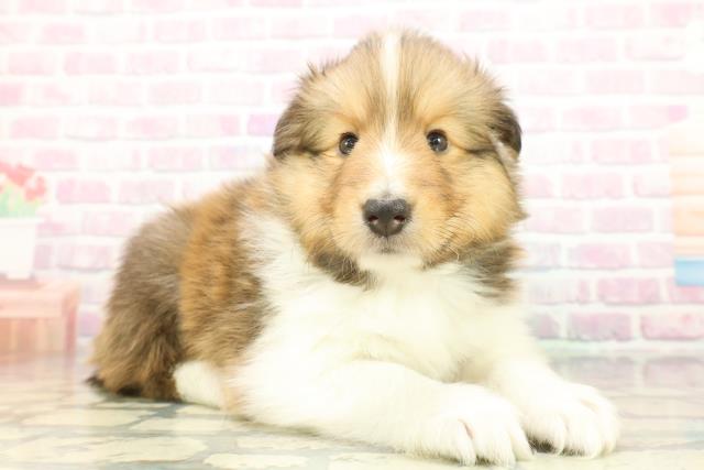 神奈川県のシェットランドシープドッグ (Coo&RIKU横浜青葉店/2026年1月20日生まれ/男の子/セーブルホワイト)の子犬の3枚目の画像