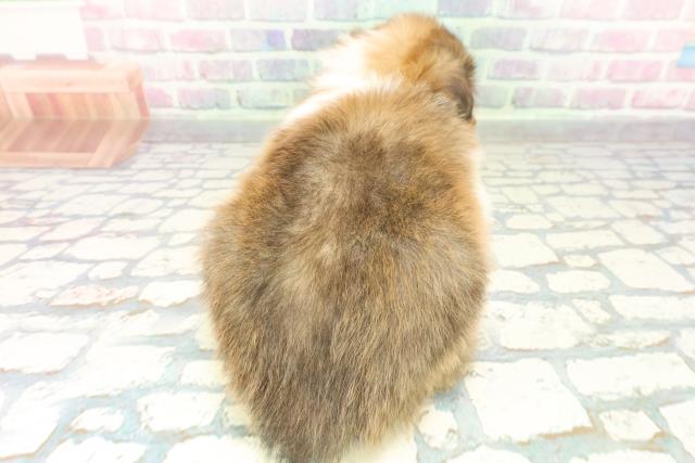 神奈川県のシェットランドシープドッグ (Coo&RIKU横浜青葉店/2026年1月20日生まれ/男の子/セーブルホワイト)の子犬の4枚目の画像