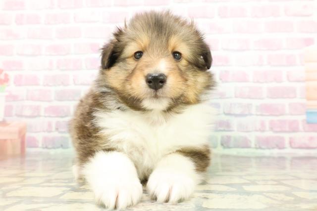 神奈川県のシェットランドシープドッグ (Coo&RIKU藤沢店/2026年1月20日生まれ/男の子/セーブルホワイト)の子犬の1枚目の画像