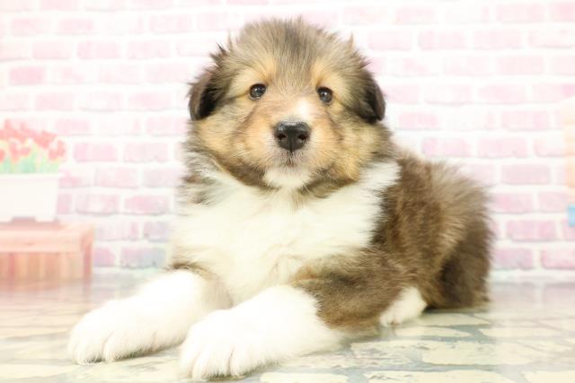 神奈川県のシェットランドシープドッグ (Coo&RIKU藤沢店/2026年1月20日生まれ/男の子/セーブルホワイト)の子犬の2枚目の画像