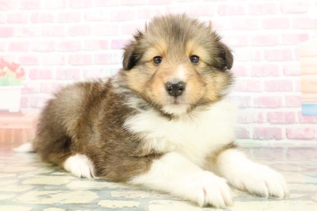 神奈川県のシェットランドシープドッグ (Coo&RIKU藤沢店/2026年1月20日生まれ/男の子/セーブルホワイト)の子犬の3枚目の画像