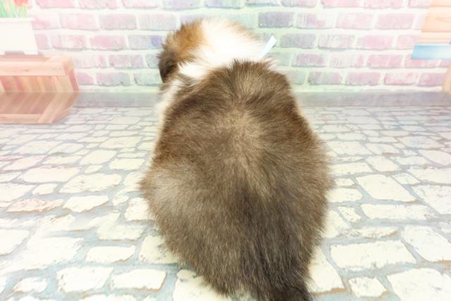 神奈川県のシェットランドシープドッグ (Coo&RIKU藤沢店/2026年1月20日生まれ/男の子/セーブルホワイト)の子犬の4枚目の画像