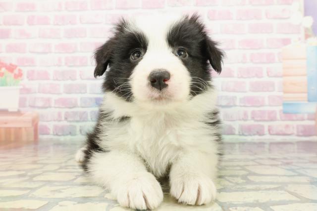 ボーダーコリー