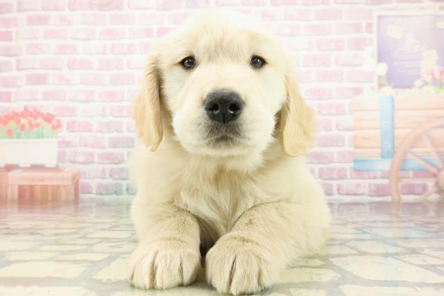 北海道のゴールデンレトリバー (Coo&RIKU札幌東店/2026年1月15日生まれ/男の子/ゴールデン)の子犬の1枚目の画像