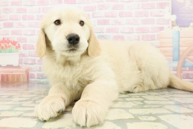 北海道のゴールデンレトリバー (Coo&RIKU札幌東店/2026年1月15日生まれ/男の子/ゴールデン)の子犬の2枚目の画像