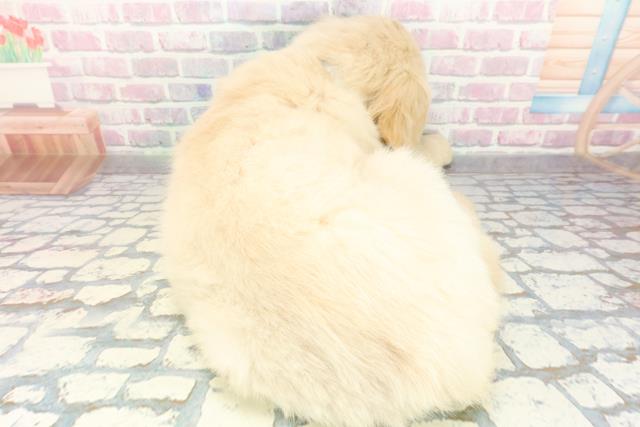 北海道のゴールデンレトリバー (Coo&RIKU札幌東店/2026年1月15日生まれ/男の子/ゴールデン)の子犬の4枚目の画像