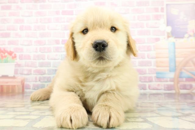 千葉県のゴールデンレトリバー (Coo&RIKU東金店/2026年1月15日生まれ/男の子/ゴールデン)の子犬の1枚目の画像