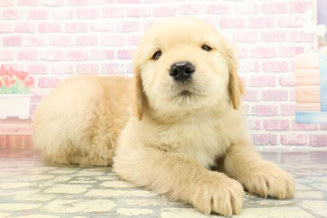 千葉県のゴールデンレトリバー (Coo&RIKU東金店/2026年1月15日生まれ/男の子/ゴールデン)の子犬の3枚目の画像